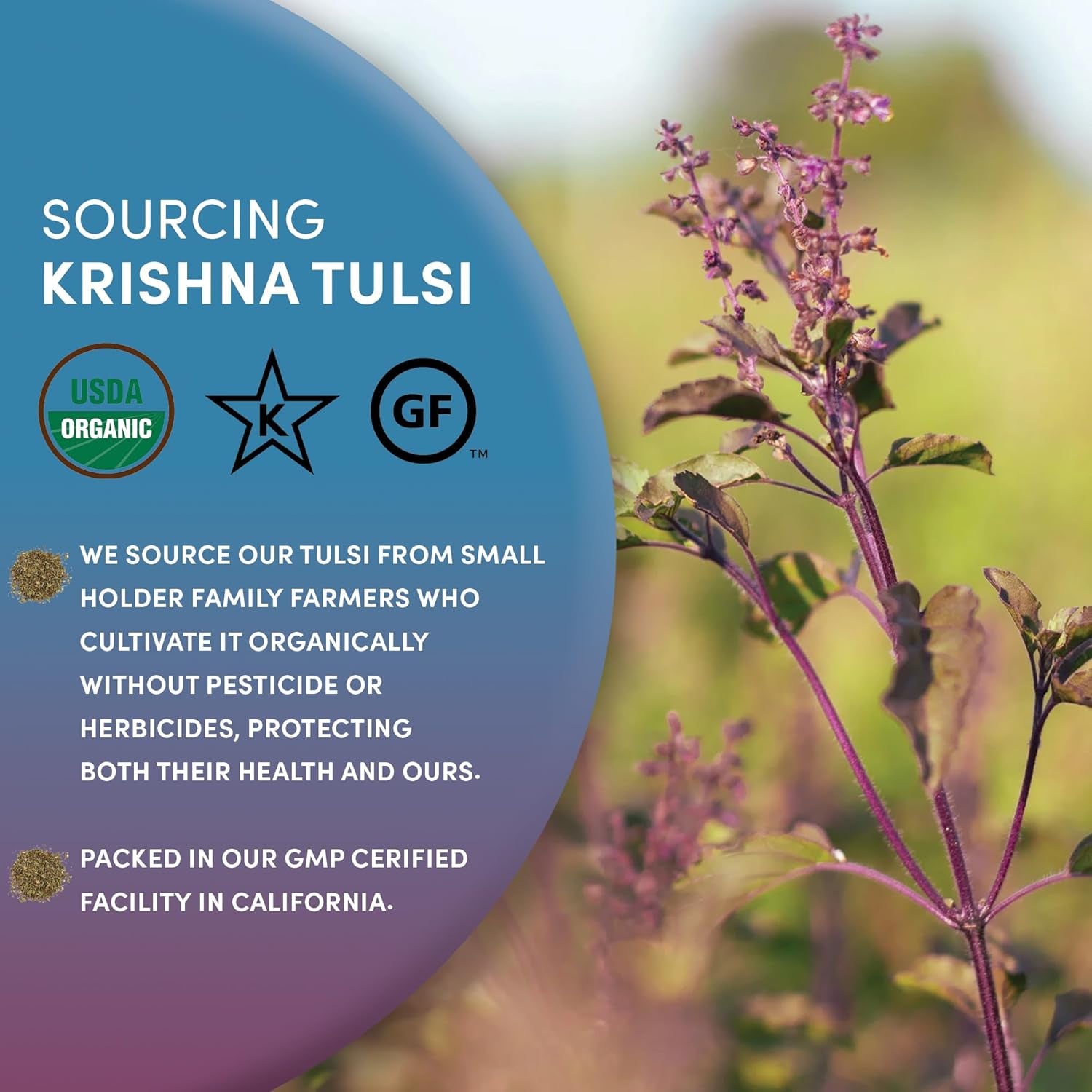 Organic Holy Basil Tea, 8Oz - Tulsi Krishna - Loose Leaf Premium Herbal Tea, 100% Pure Tulsi Holy Basil, Fair Trade, Adaptogenic, Kosher