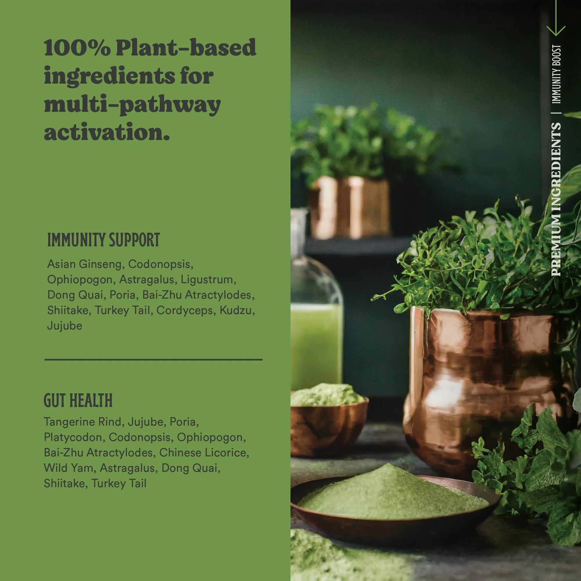 Immunity Boost – Superfood Powder for Gut Health & Immunity